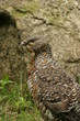Auerhuhn Auerhuhn