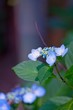 梅雨の花