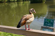 Ente