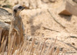 Meerkat Meerkat