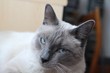 Siamese naughty look