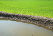 rice irrigation