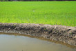 rice irrigation