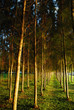 pine tree background