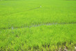 rice field background