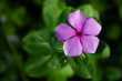 Purple Periwinkle Purple Periwinkle