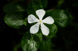 White Periwinkle White Periwinkle