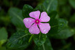 Purple Periwinkle