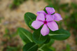 Purple Periwinkle