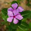 Purple Periwinkle Purple Periwinkle