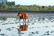 cow go by swamp