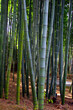 Green bamboo plants in a grove in summer