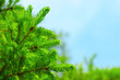 fir branch