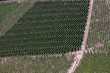 Weinberge in Saarburg