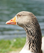 Gans im Sonnenlicht - Goose