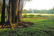 Bhuddism Garden