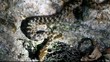 serpent d'eau