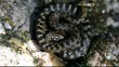 serpent d'eau