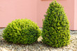 Buchs