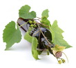 Bottle of wine twined with vine