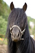 PFerd in Norwegen