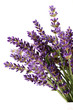 lavender flowers