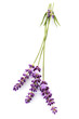 lavender flowers