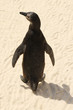african penguin backside