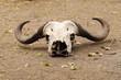 buffalo head