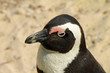 african penguins on the beach