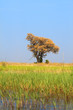african tree