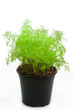 Dill im Topf