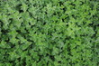 minze im garten