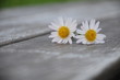 blüte der stille