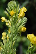 Gemeine Nachtkerze (Oenothera biennis)