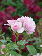 Rosen