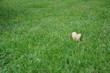 herz im gras verstecken