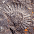 Big fossilized ammonite