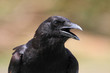 American Crow (Corvus brachyrhynchos) American Crow (Corvus brachyrhynchos)