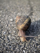 Snail crossing the street