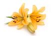 Yellos lily