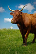 Foto: Vache salers Vache salers