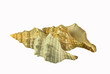 3 shells