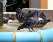 Pigeons se rafraîchissant à la fontaine Pigeons se rafraîchissant à la fontaine