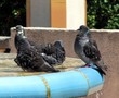 Pigeons à l'eau de la fontaine Pigeons à l'eau de la fontaine