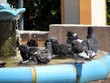Grande chaleur chez les pigeons Grande chaleur chez les pigeons