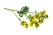 Blüten der Weinraute
