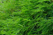 Bamboo Leaves