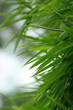 Bamboo Leaves