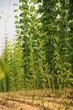 der hopfen wächst